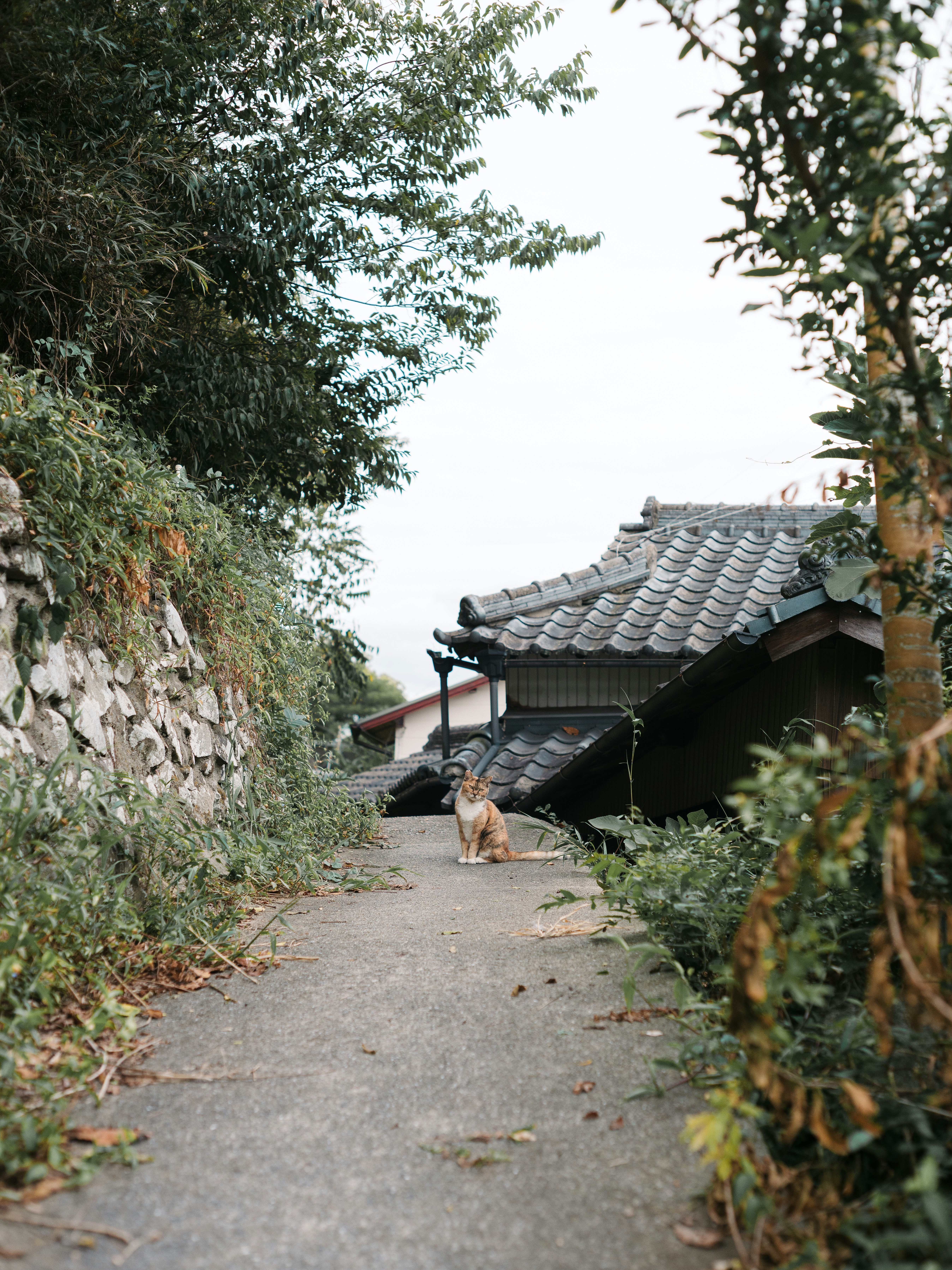簡單設計的圖像，背景為深灰色