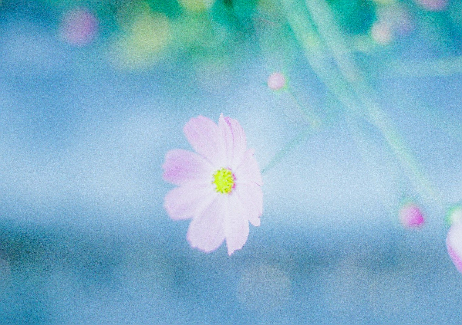 flou artistique doux d’une fleur pâle sur un ciel bleu