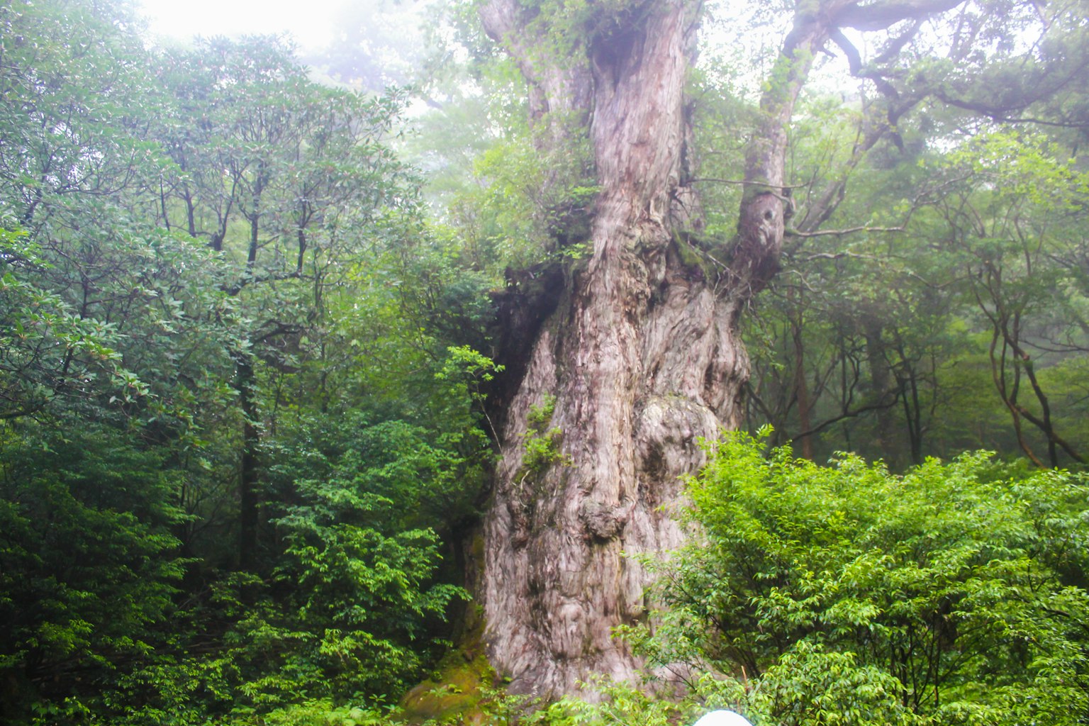 Árbol antiguo en un bosque brumoso rodeado de vegetación exuberante