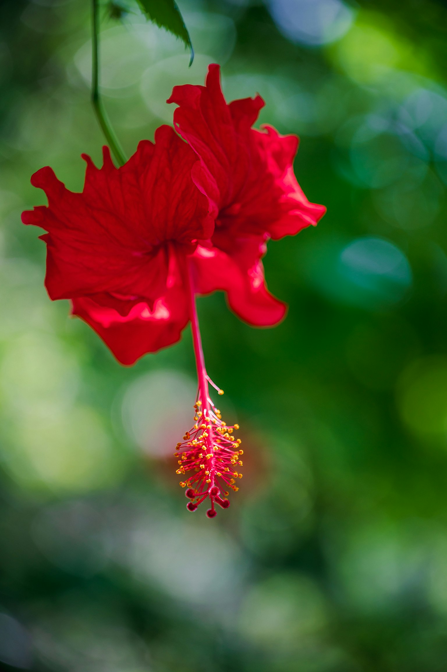Red hibiscus flower hanging against a green background
