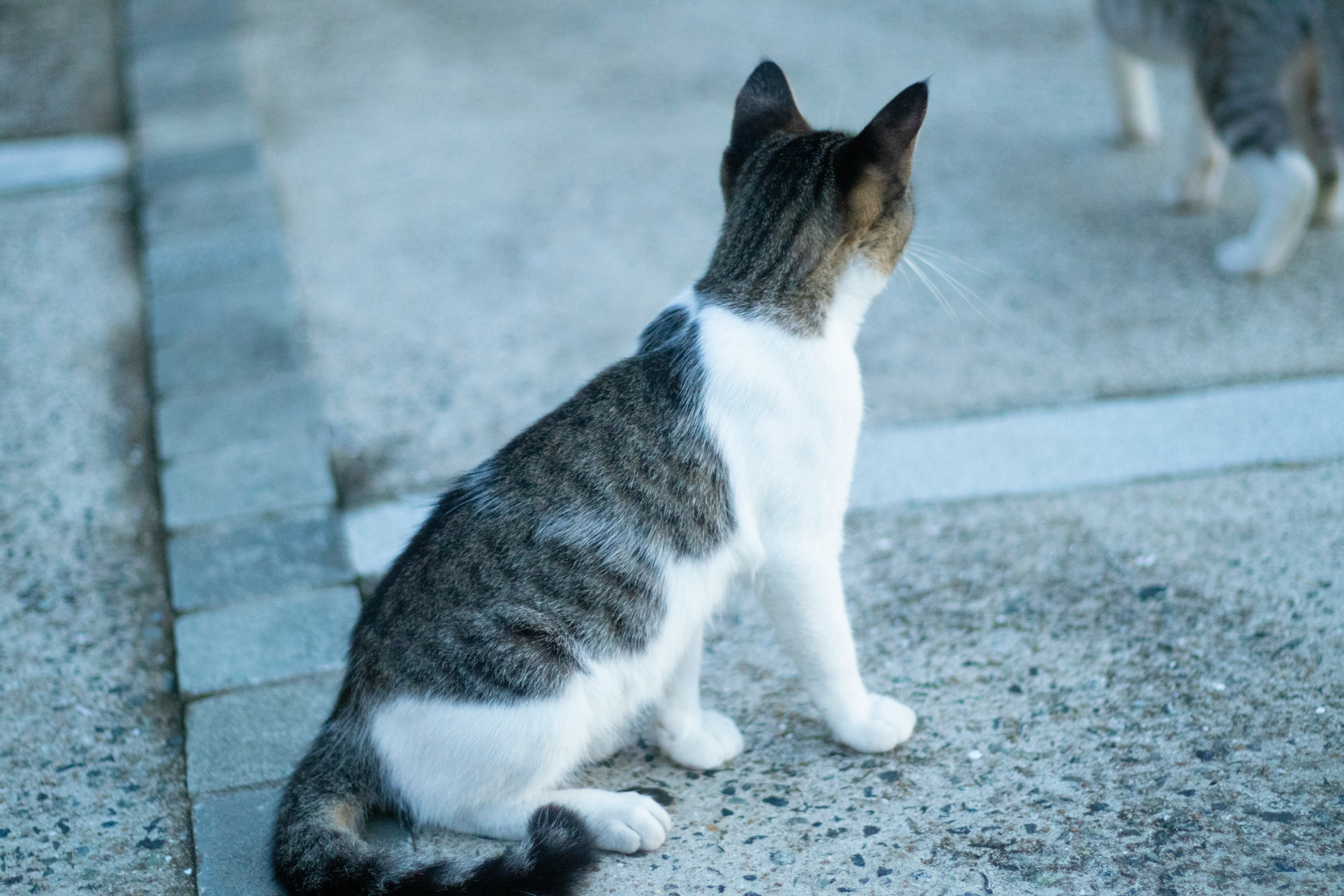 路地の石畳で座る猫と周囲の猫