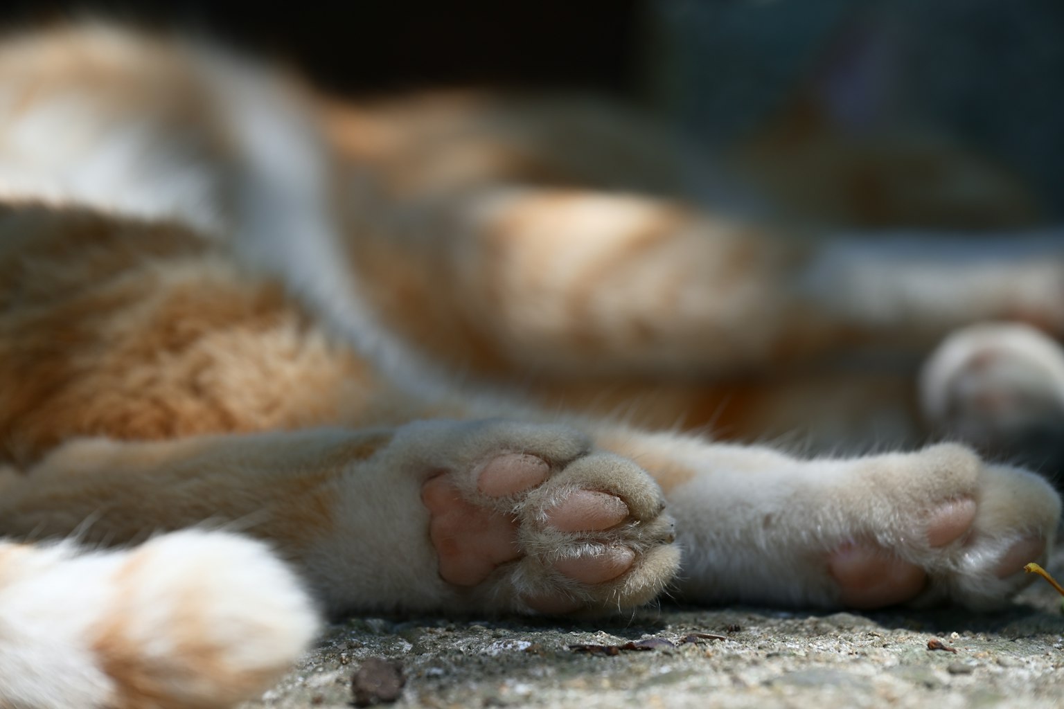 Primo piano delle zampe e delle zampe rosa di un gatto