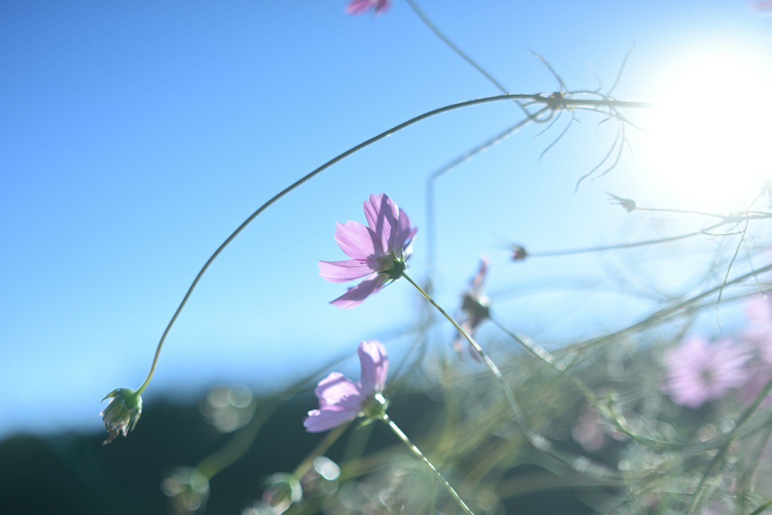 Delicate fiori rosa che ondeggiano sotto un cielo blu con luce solare