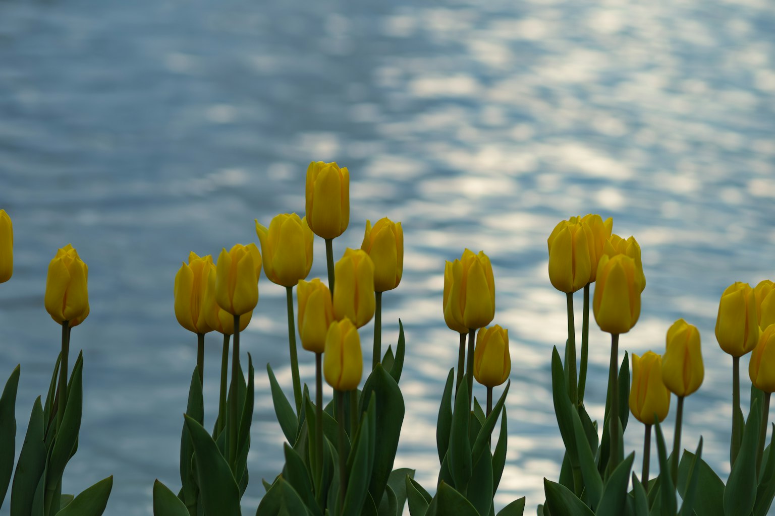 Champs de tulipes jaunes devant une eau miroitante