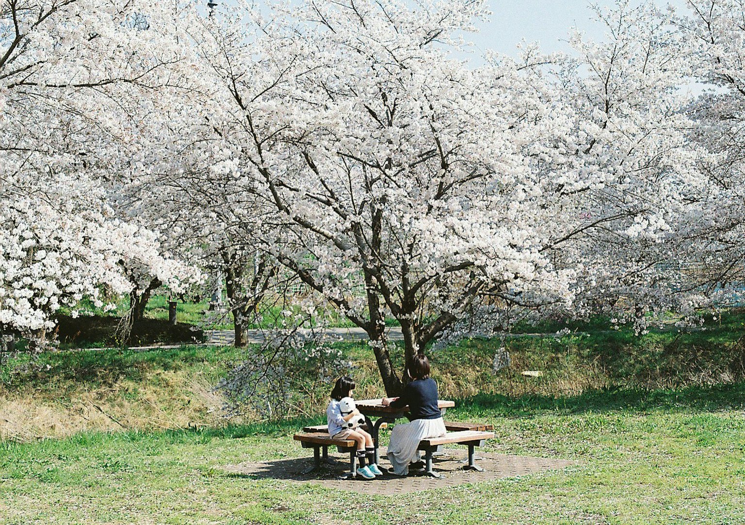 Due persone sedute sotto un albero di ciliegio