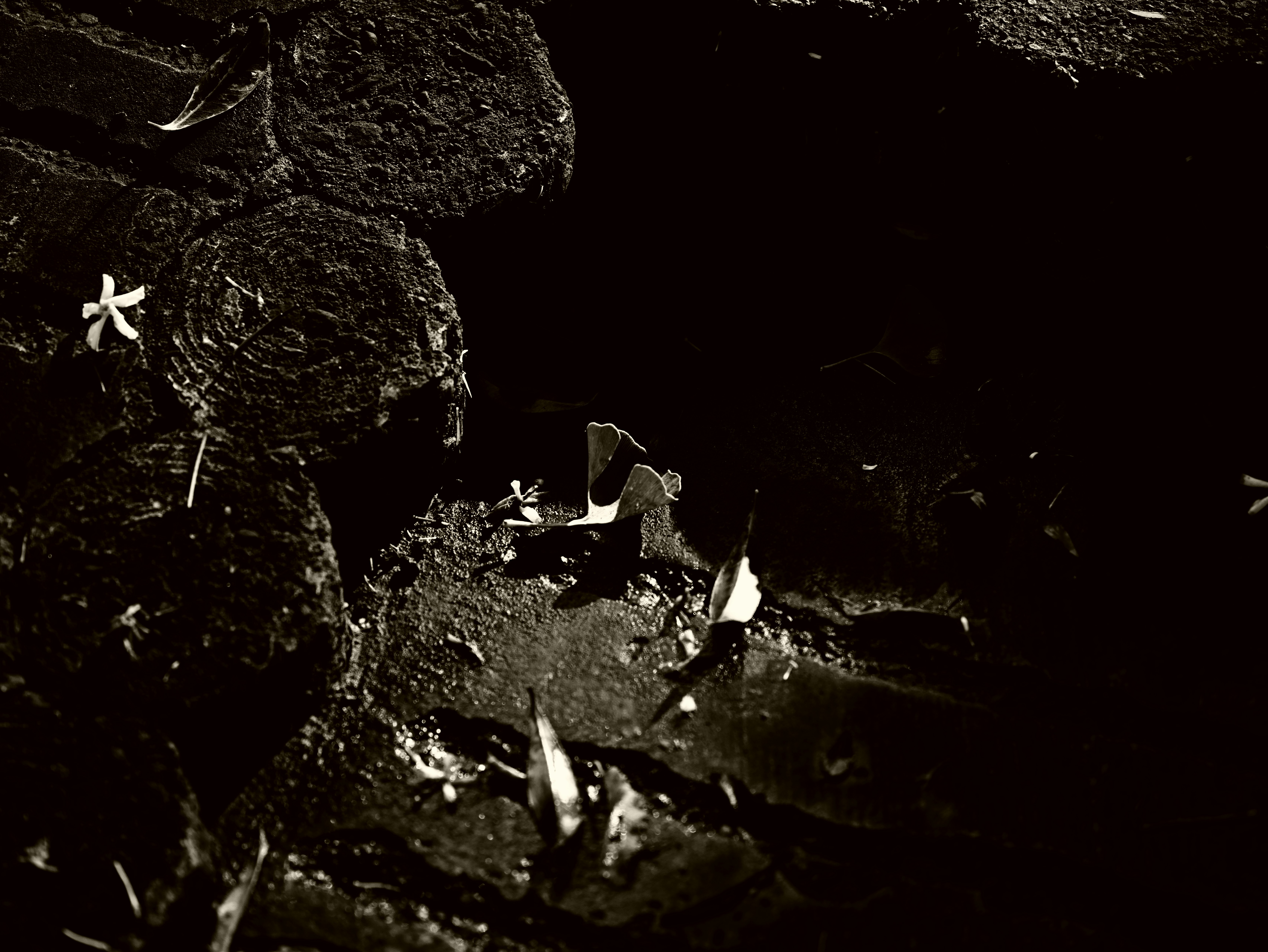 small flower-like plants scattered on a dark rocky surface