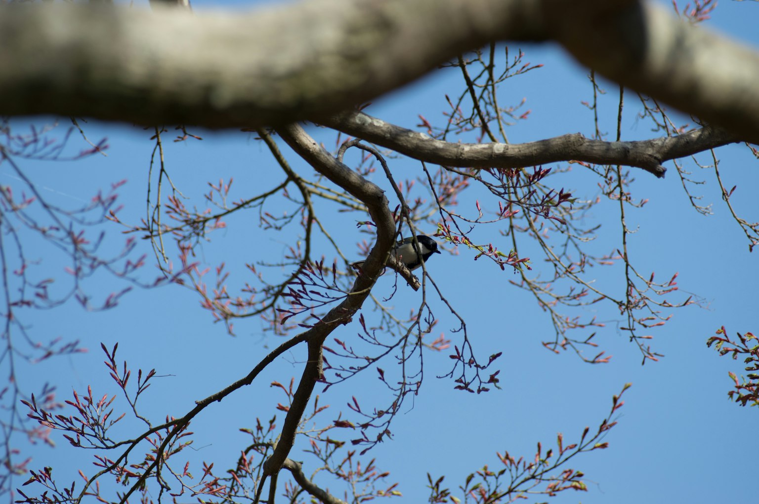 Kleiner Vogel auf einem Ast mit neuen Knospen unter blauem Himmel