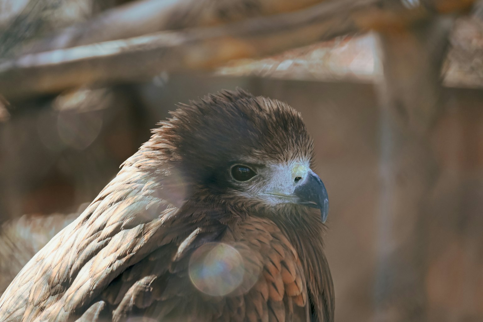 Primo piano di un falco con piume marroni occhi acuti visibili