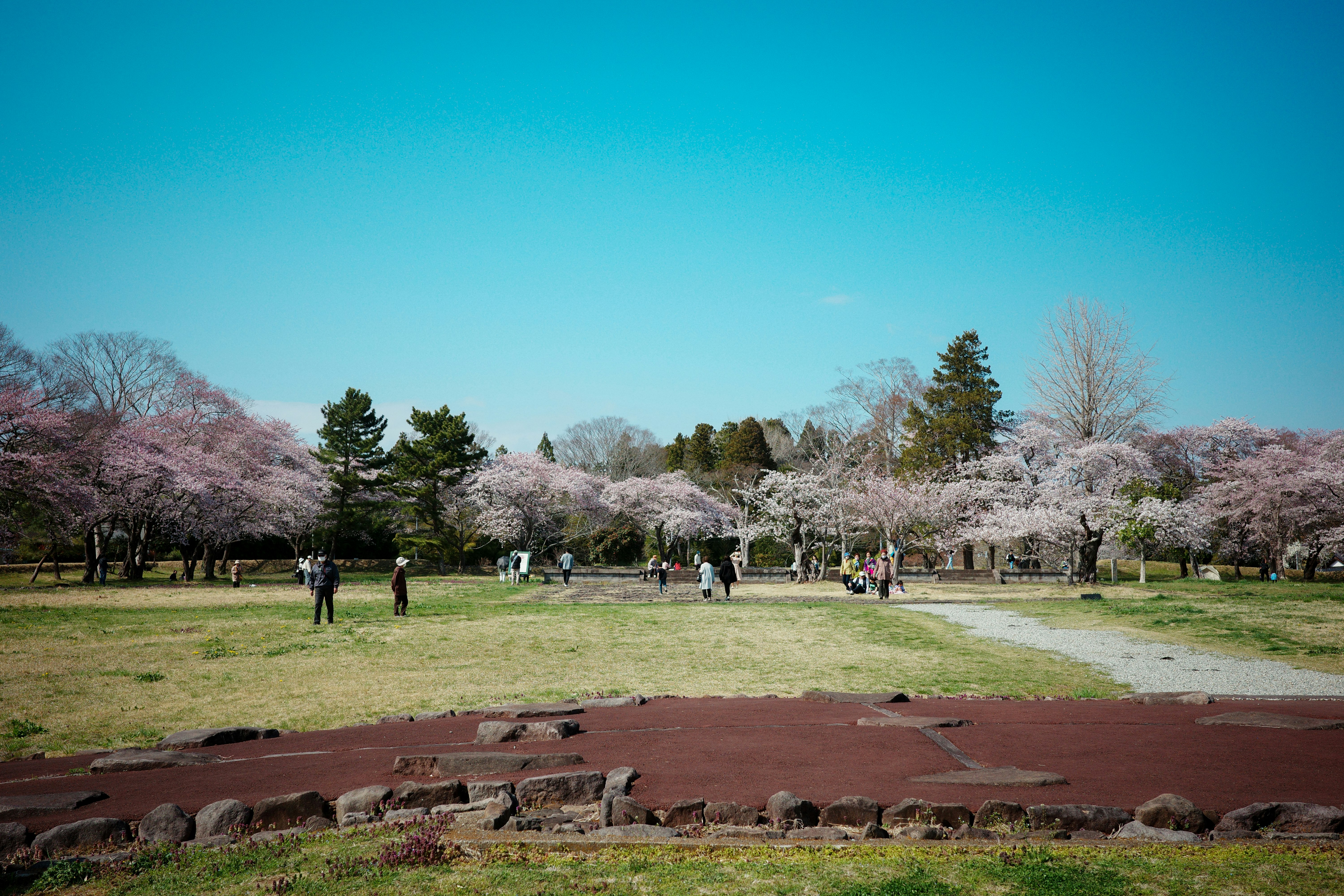 芝生の公園と桜並木、雪をかぶった山々が見える景色