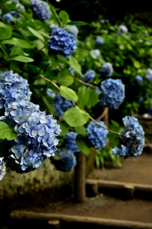 あじさいの花が咲く雨の庭の小道