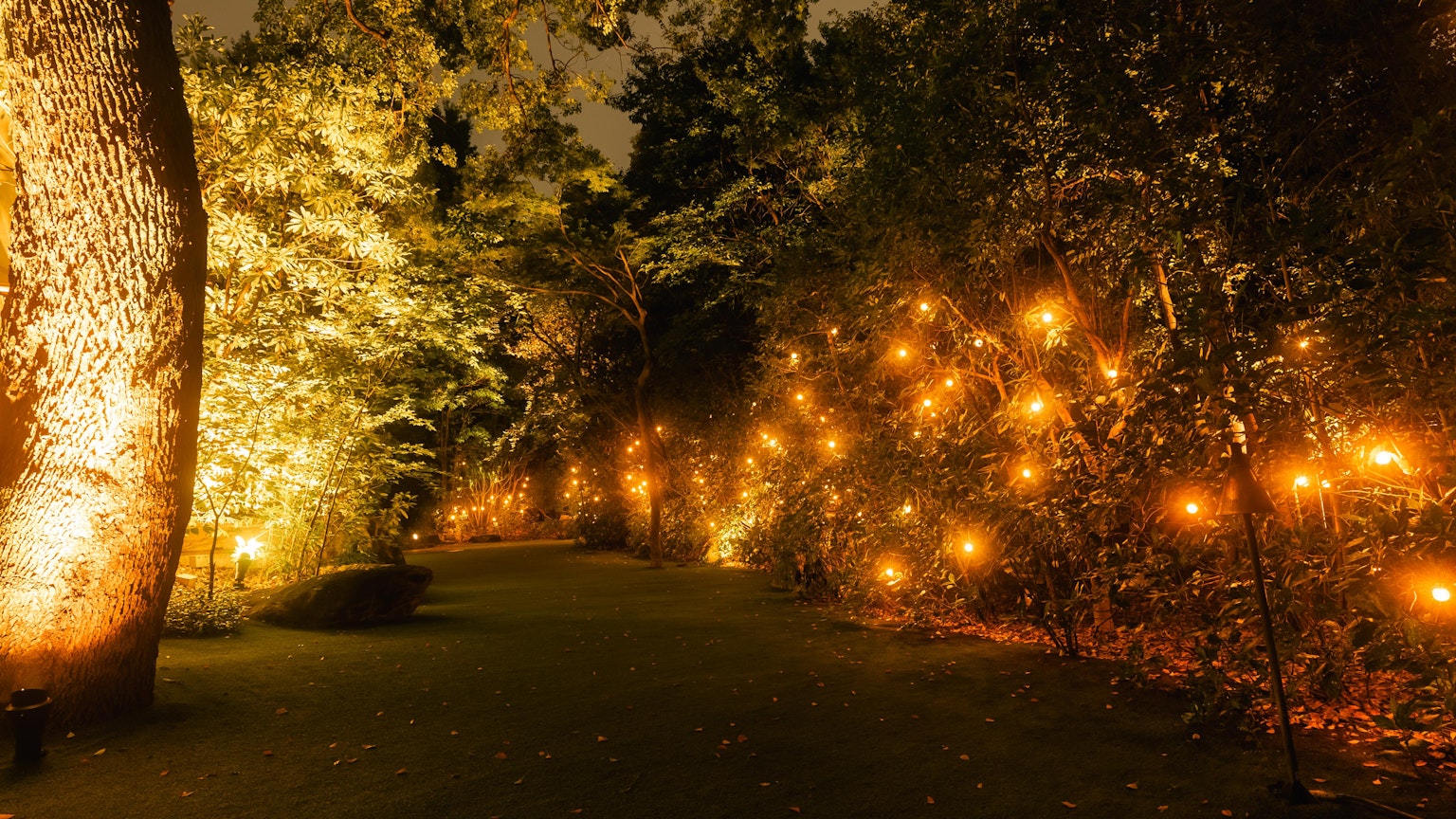 Chemin dans une forêt illuminé par des lumières scintillantes la nuit