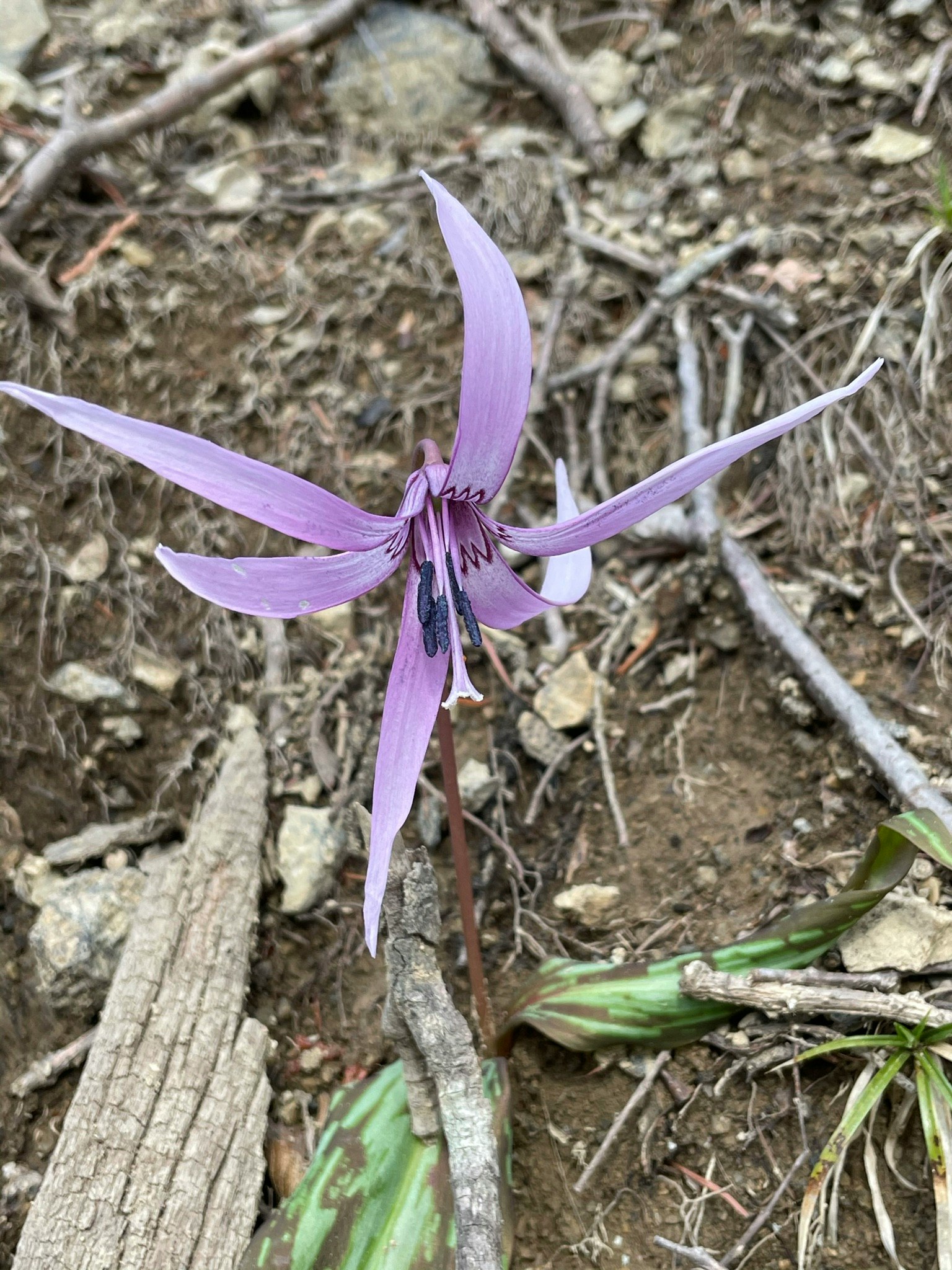 Une fleur violette fleurissant sur le sol
