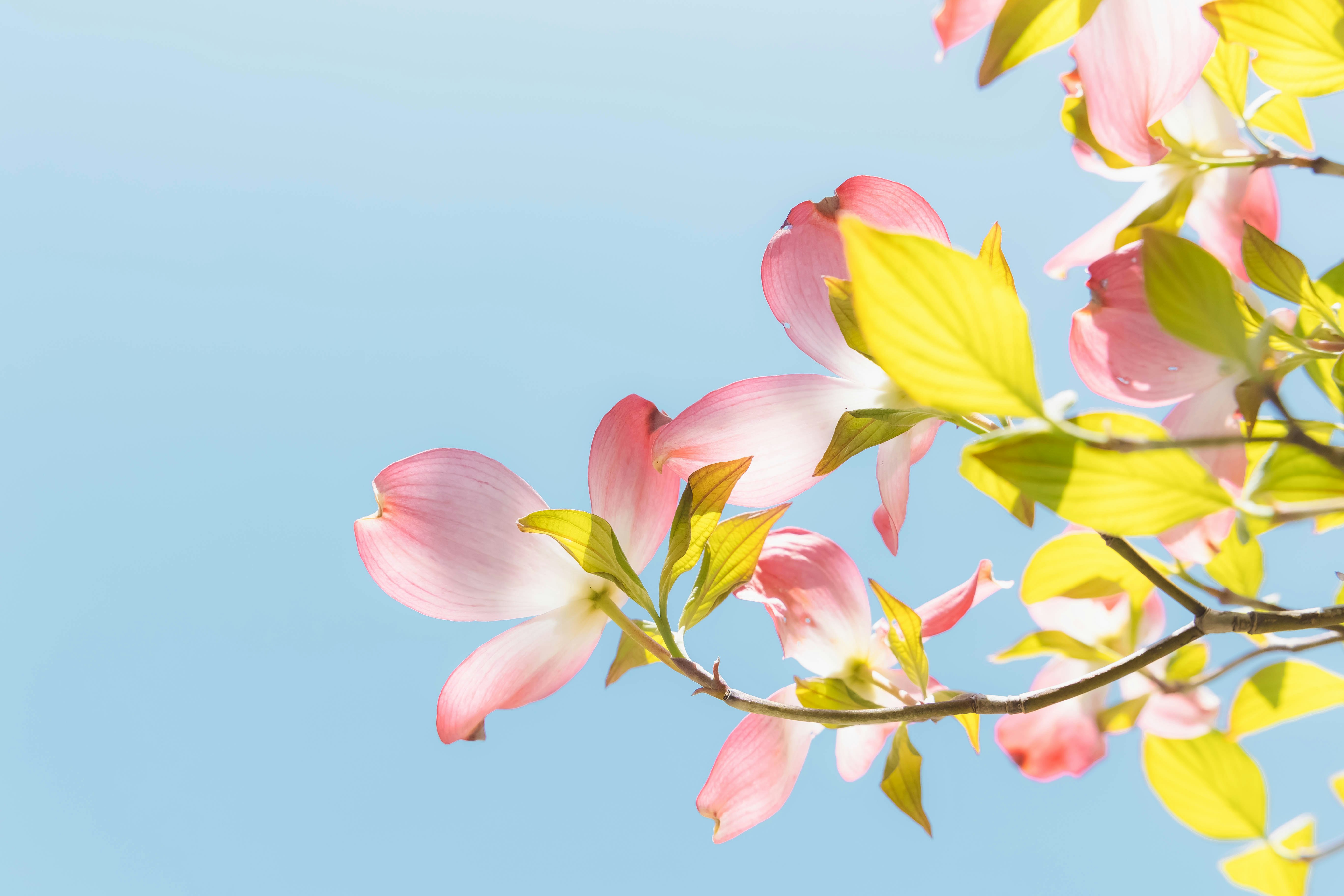 青空に映えるハナミズキの花枝