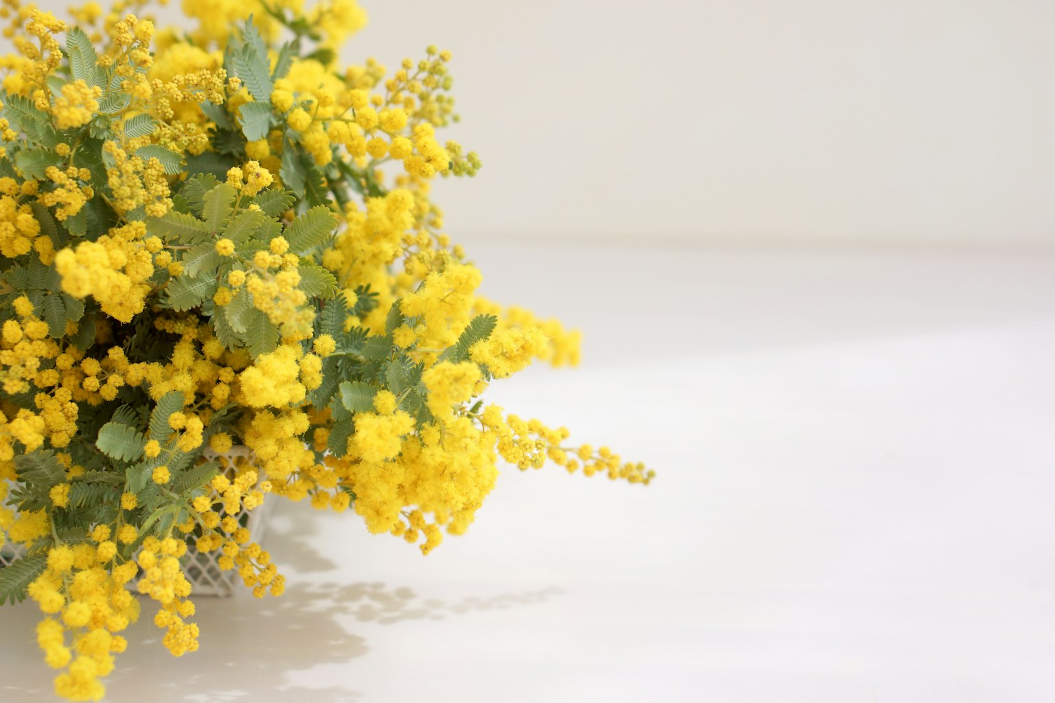 Un ramo de mimosa amarilla brillante sobre un fondo blanco