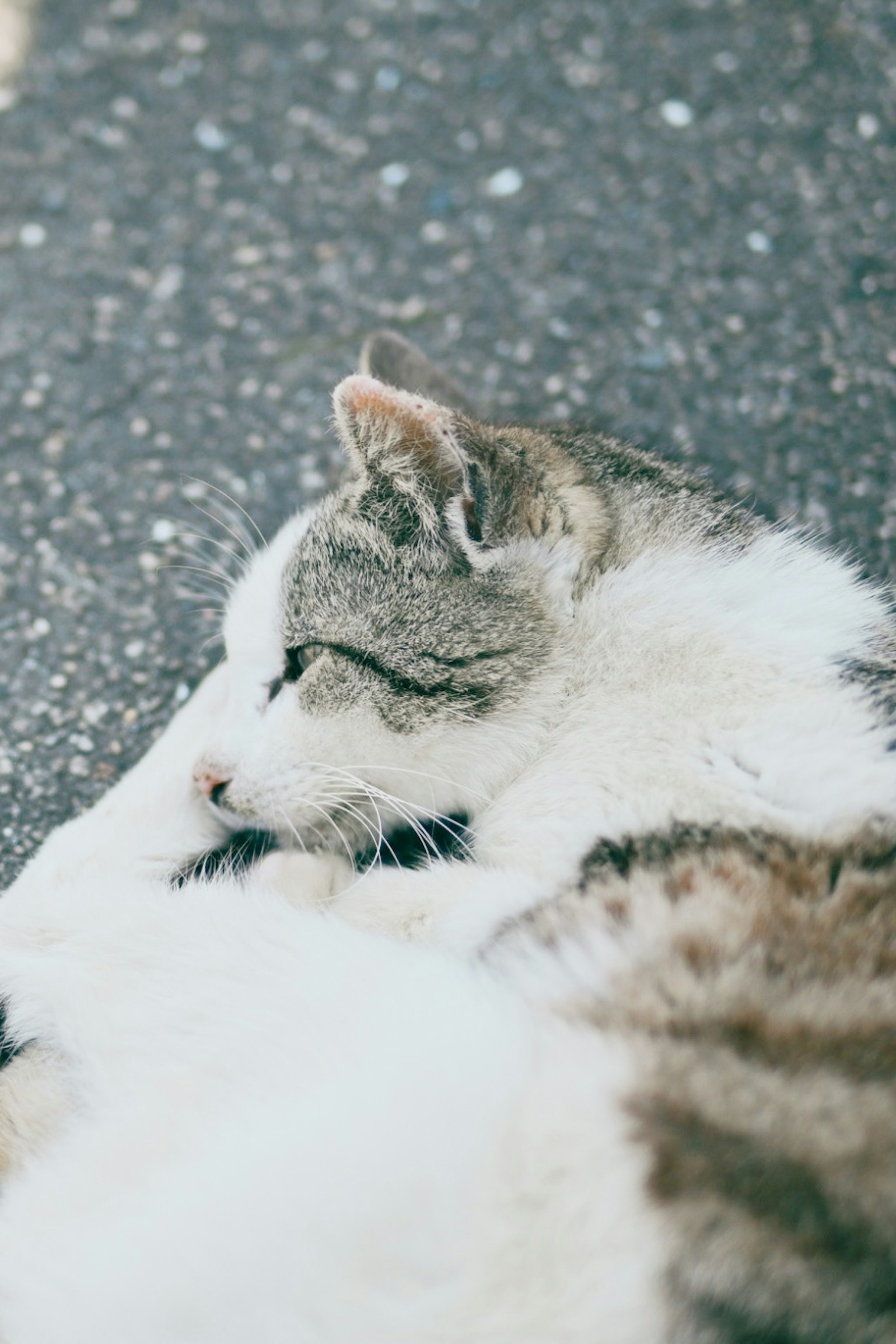 Un gato gris y blanco acostado