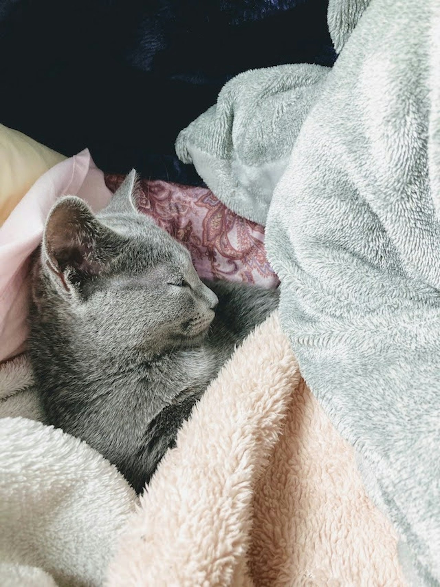 一只灰色的小猫在柔软的毛毯中睡觉