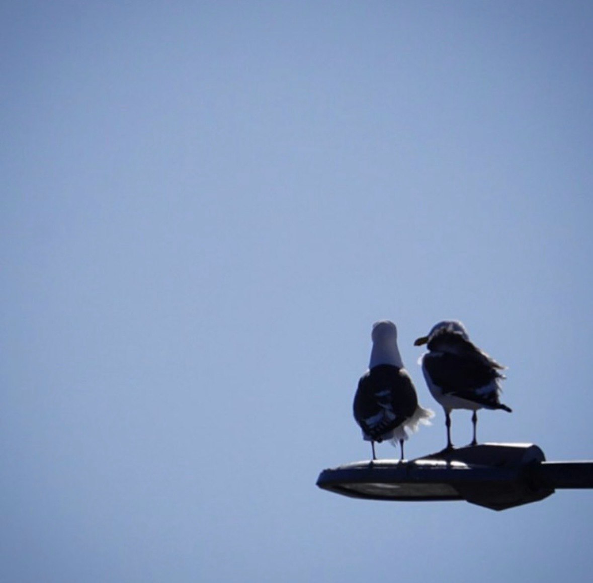 青空に並ぶ鳥のシルエット
