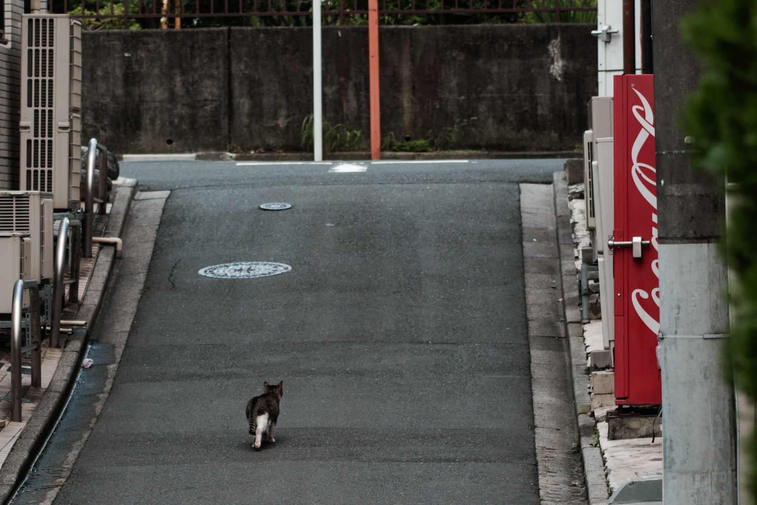 A cat walking down a quiet street with buildings