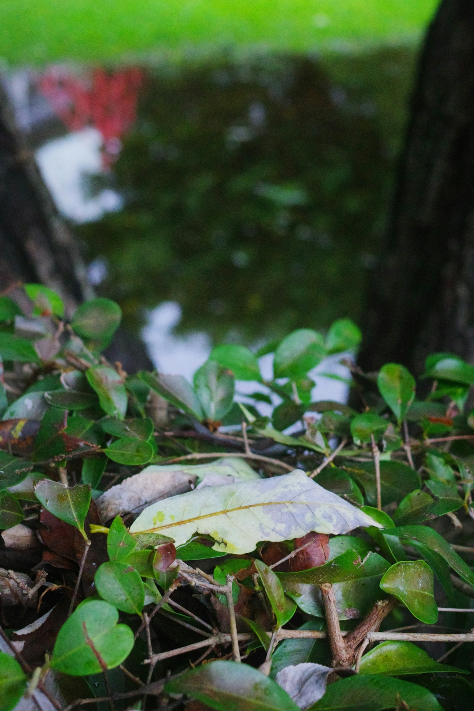 Primer plano de hojas verdes y hojas caídas reflejándose en la superficie del agua