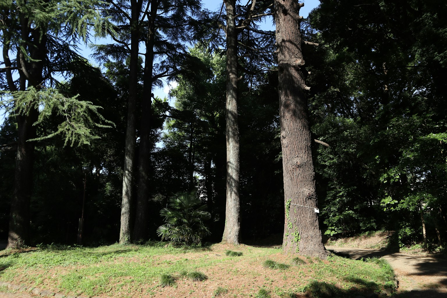 Alti alberi in una foresta lussureggiante con cielo blu chiaro
