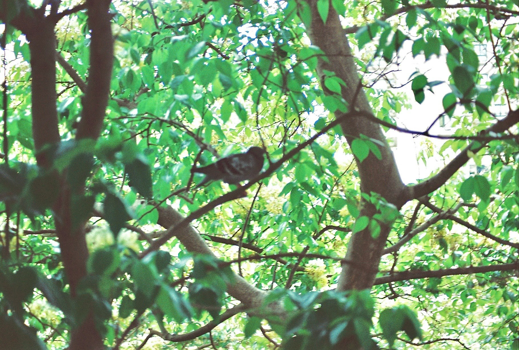木々の枝にとまる鳥のいる緑の森