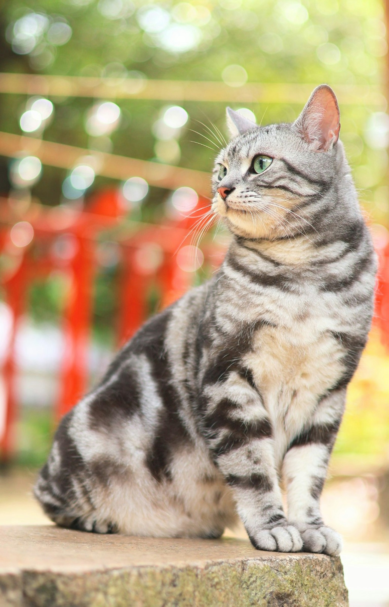 Gatto American Shorthair argento che guarda fuori