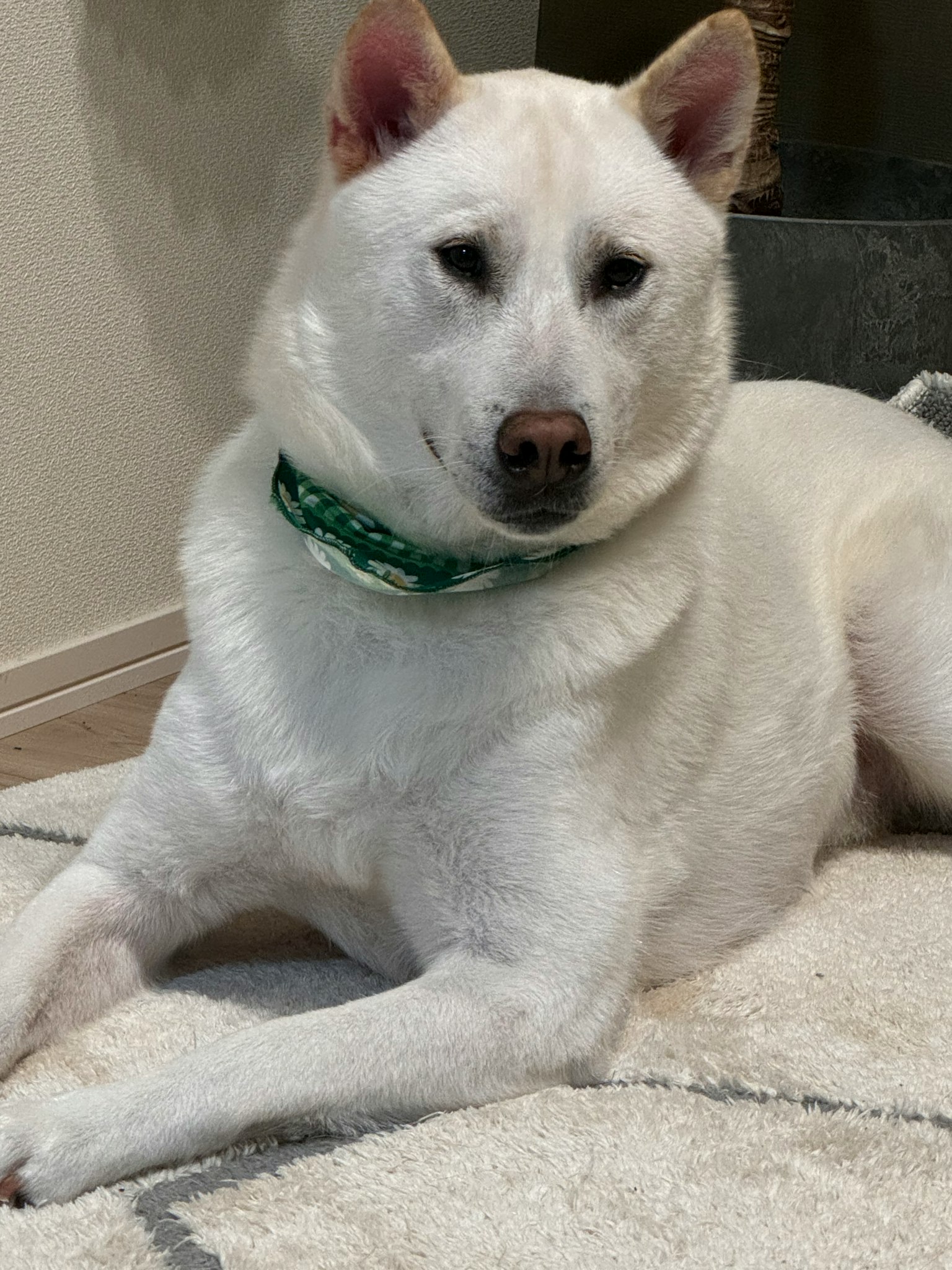 Anjing putih mengenakan bandana hijau berbaring di atas karpet