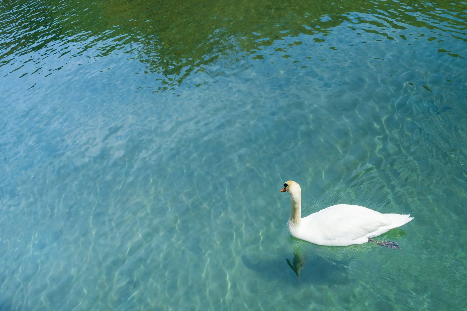 Ein Schwan gleitet über eine klare blaue Wasseroberfläche