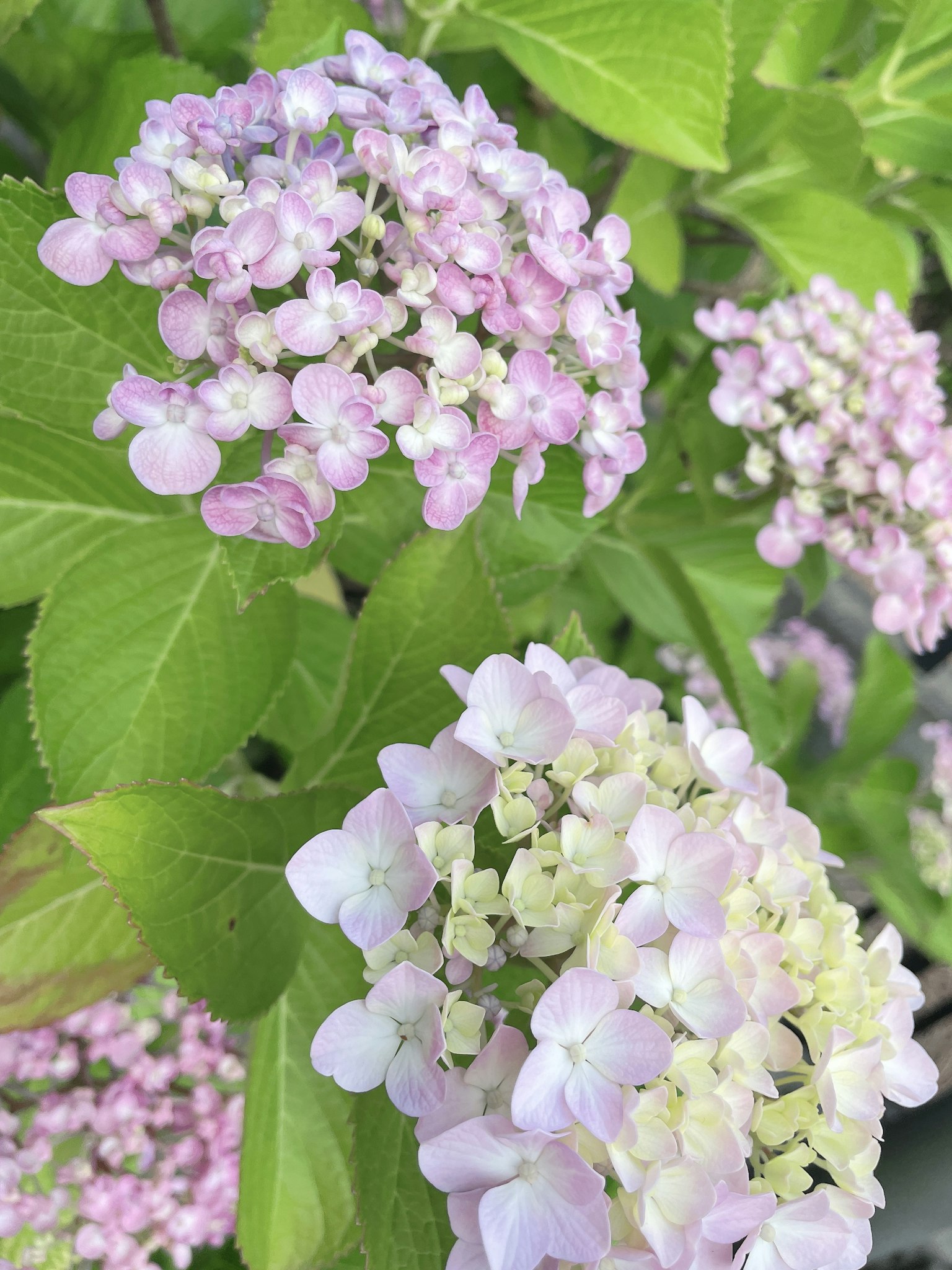 Fiori di ortensia delicati rosa e bianchi che fioriscono su uno sfondo di foglie verdi