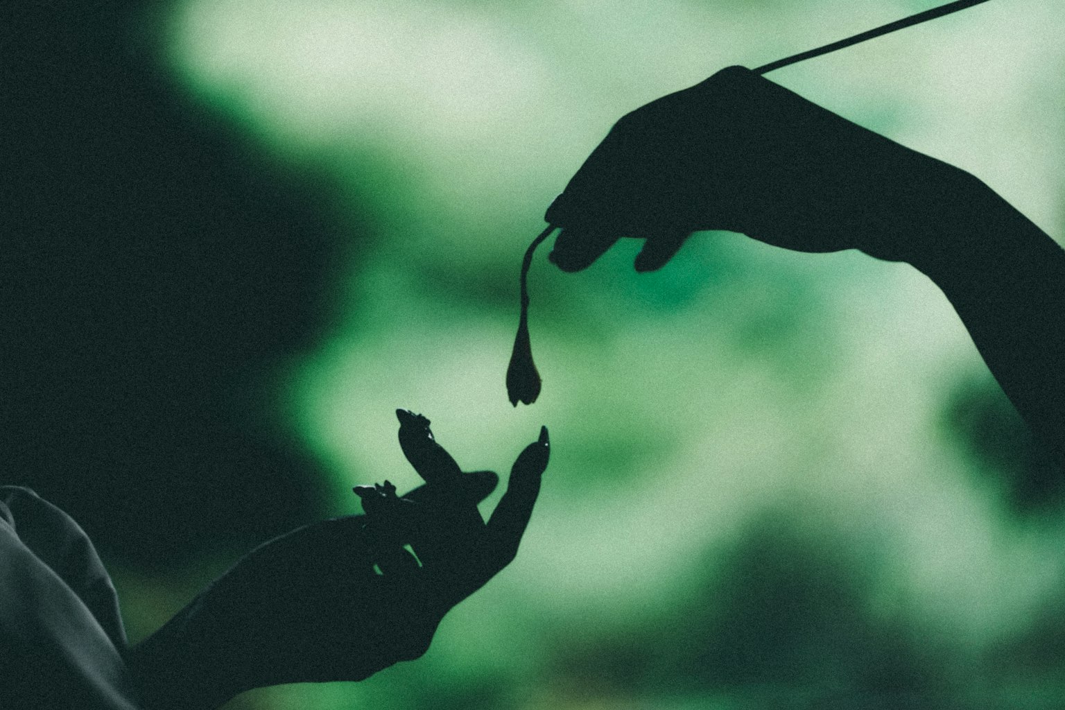 Silhouette of hands holding a flower petal against a dark background
