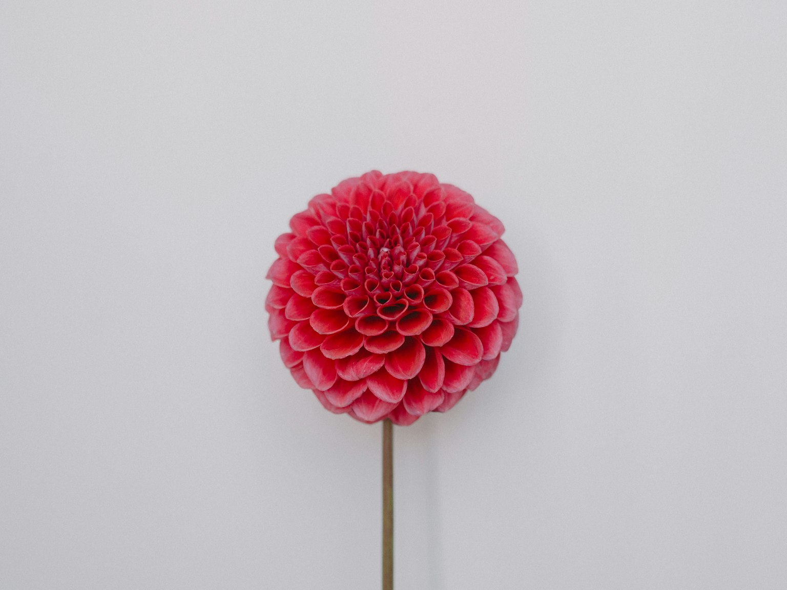 Vibrant pink dahlia flower against a white background