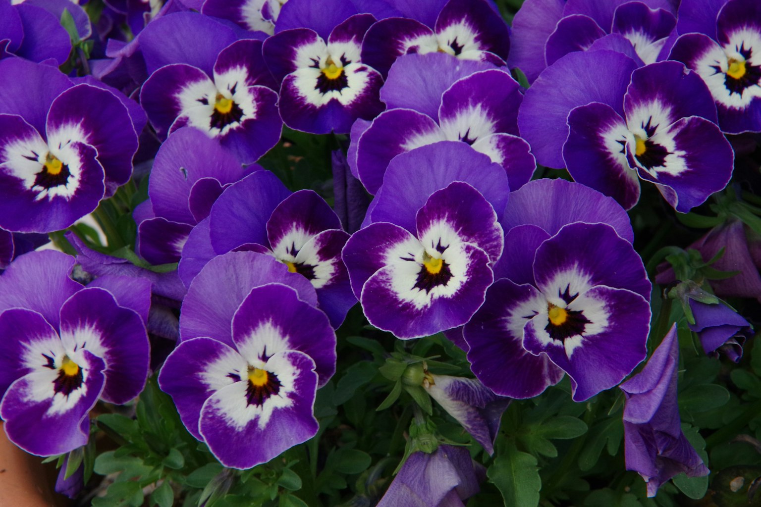 Raggruppamento di fiori di viola in piena fioritura