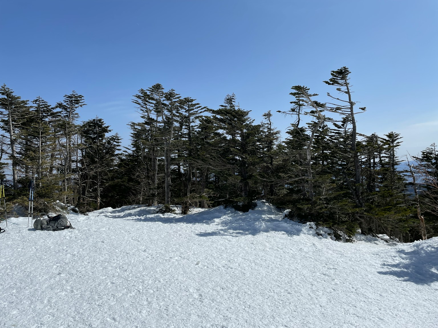 Paisaje nevado con árboles bajo un cielo azul