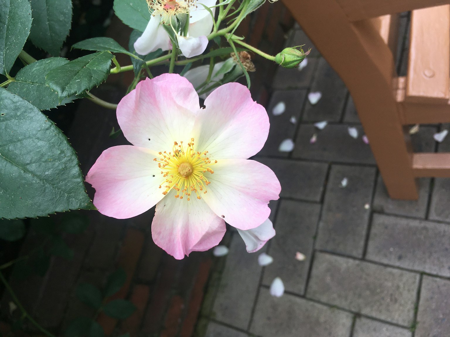 Une fleur de rose avec des pétales roses pâles et blancs entourée de feuilles vertes