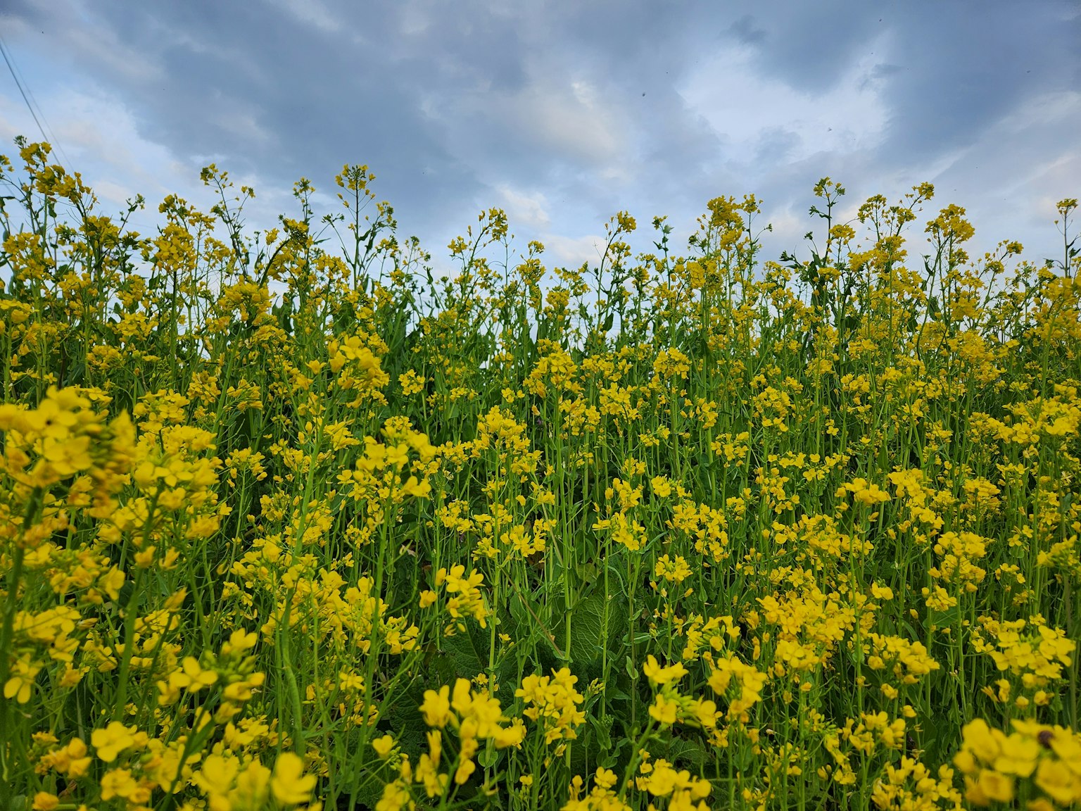 Feld mit gelben Blumen unter einem bewölkten Himmel
