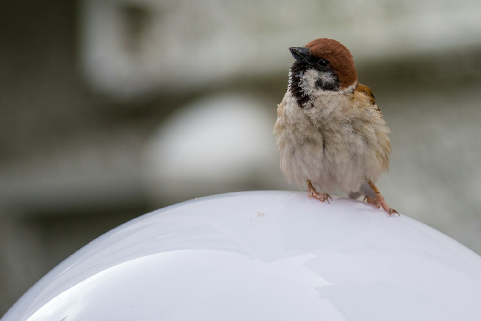 Passero appollaiato su una sfera bianca
