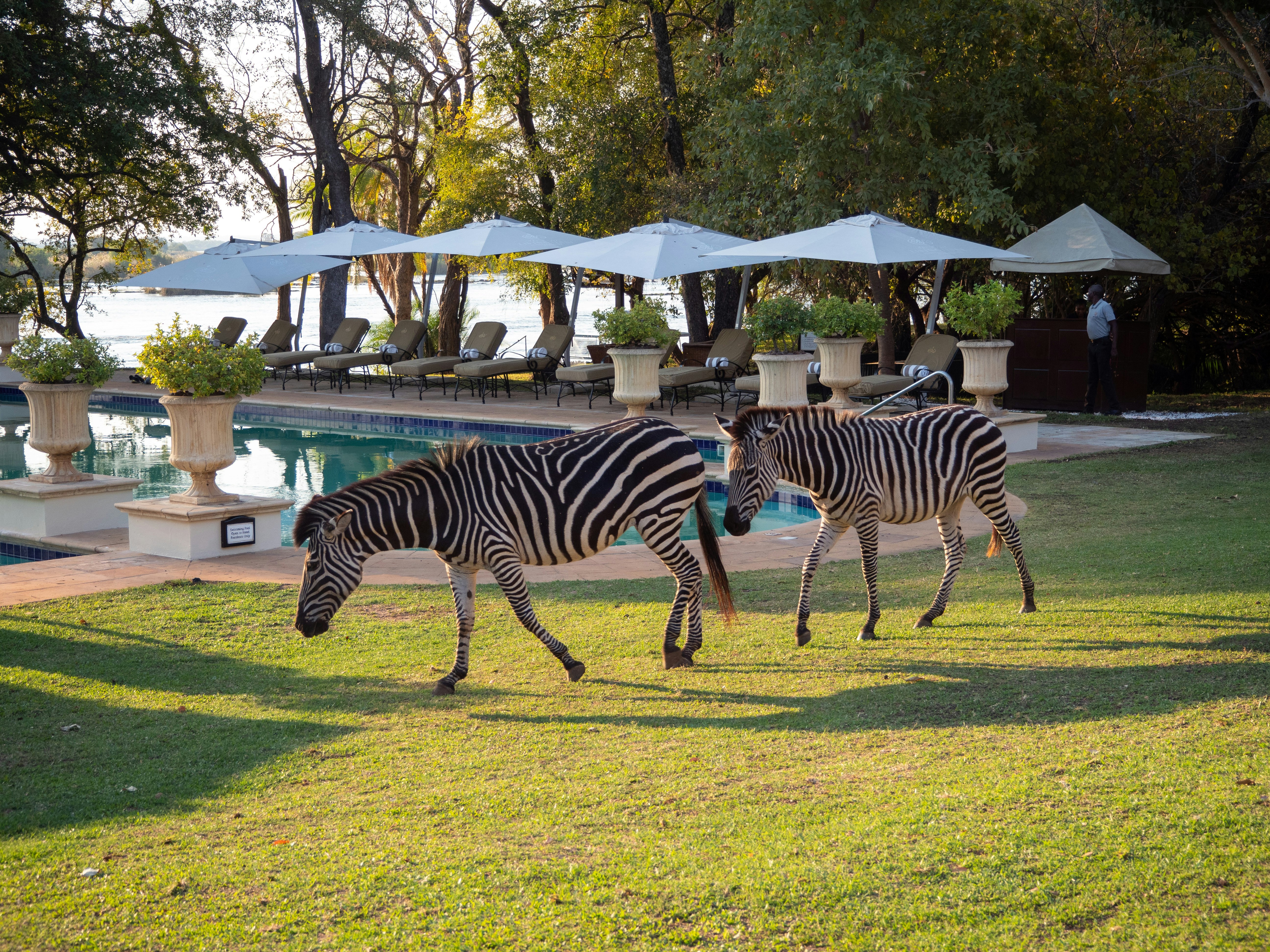 Luxury garden scene with zebras on the lawn beside a pool