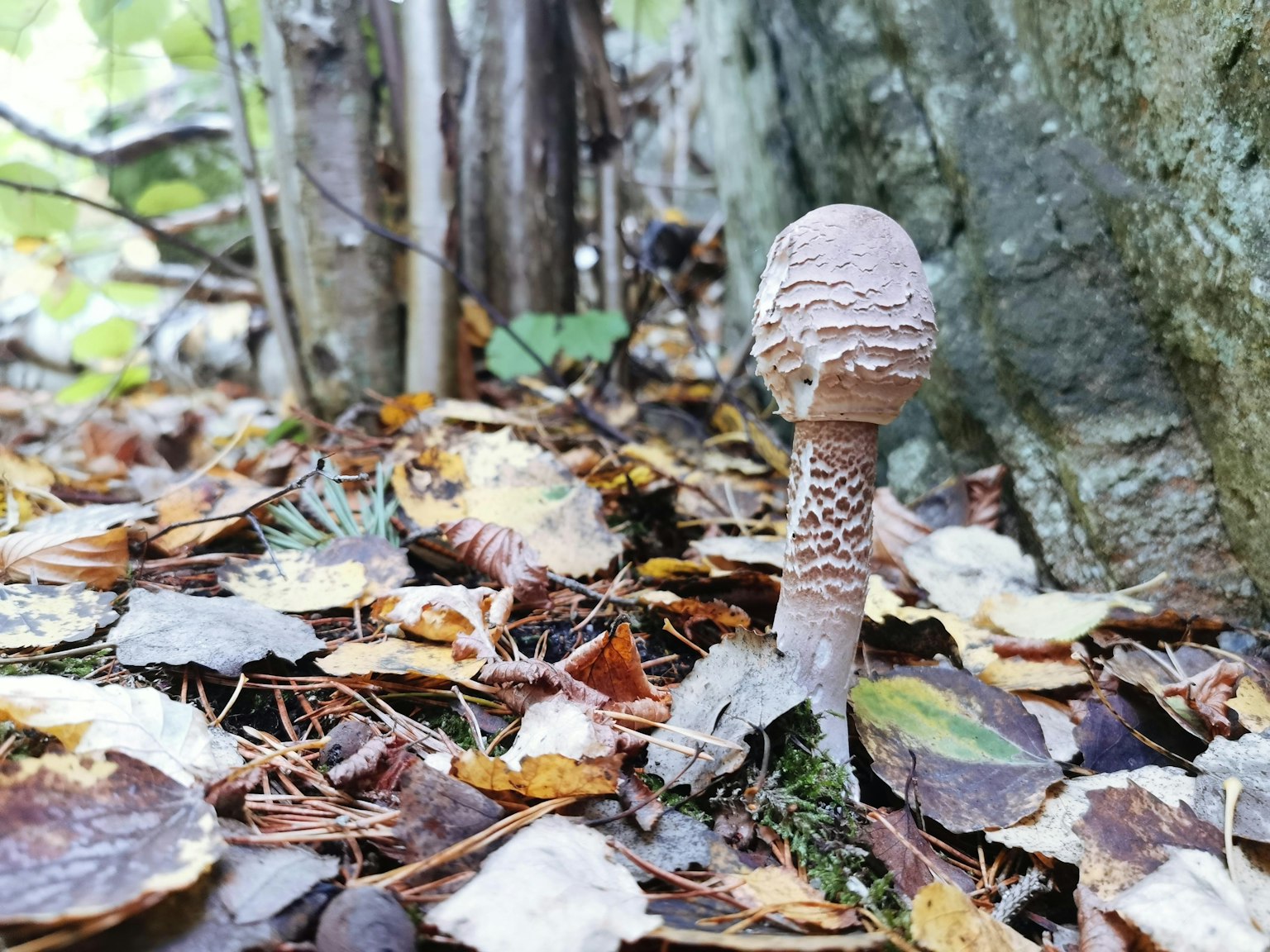 Champignon unique poussant sur le sol entouré de feuilles tombées