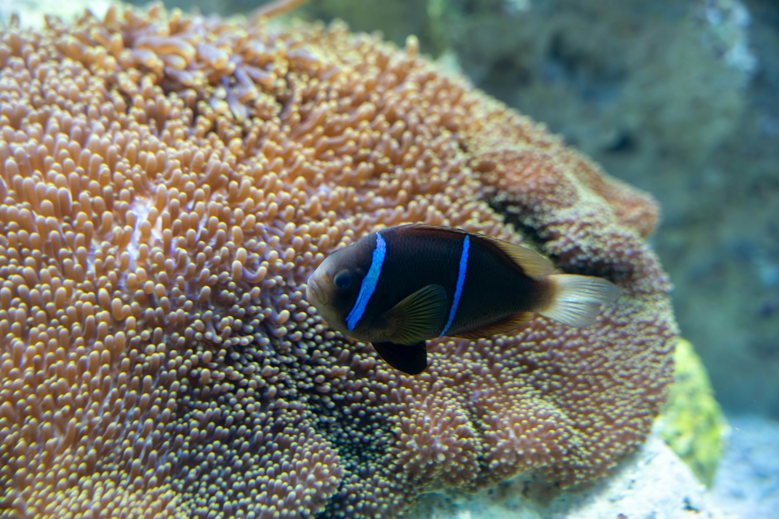 藏在珊瑚中的藍條紋魚