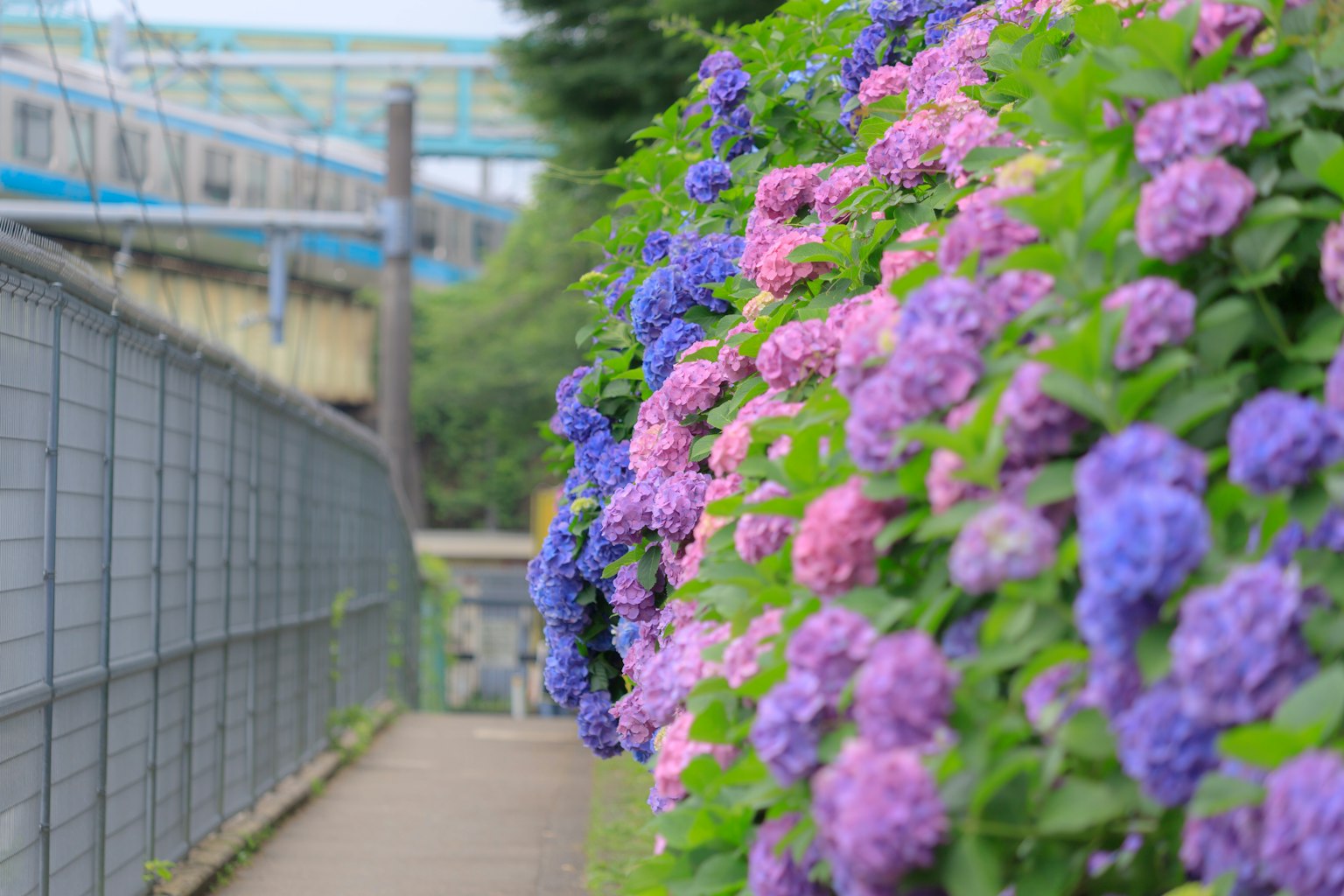 Chemin bordé d'hortensias violets et roses en fleurs