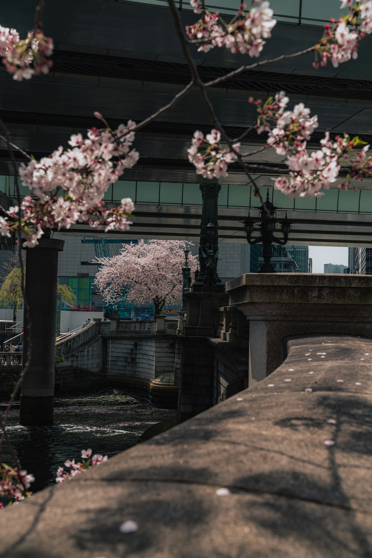 ดอกซากุระล้อมรอบทิวทัศน์ของสะพานที่มีภูมิทัศน์ในเมืองด้านหลัง