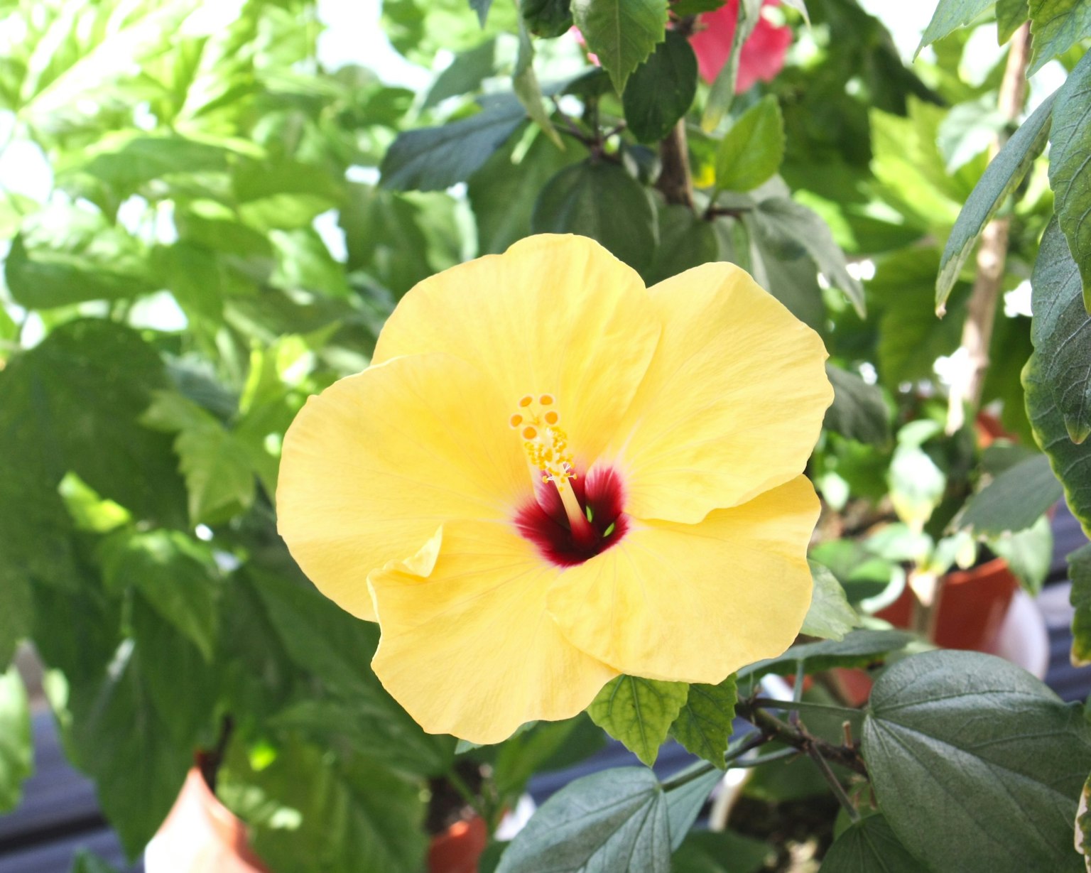 Bright yellow hibiscus flower blooming among green leaves