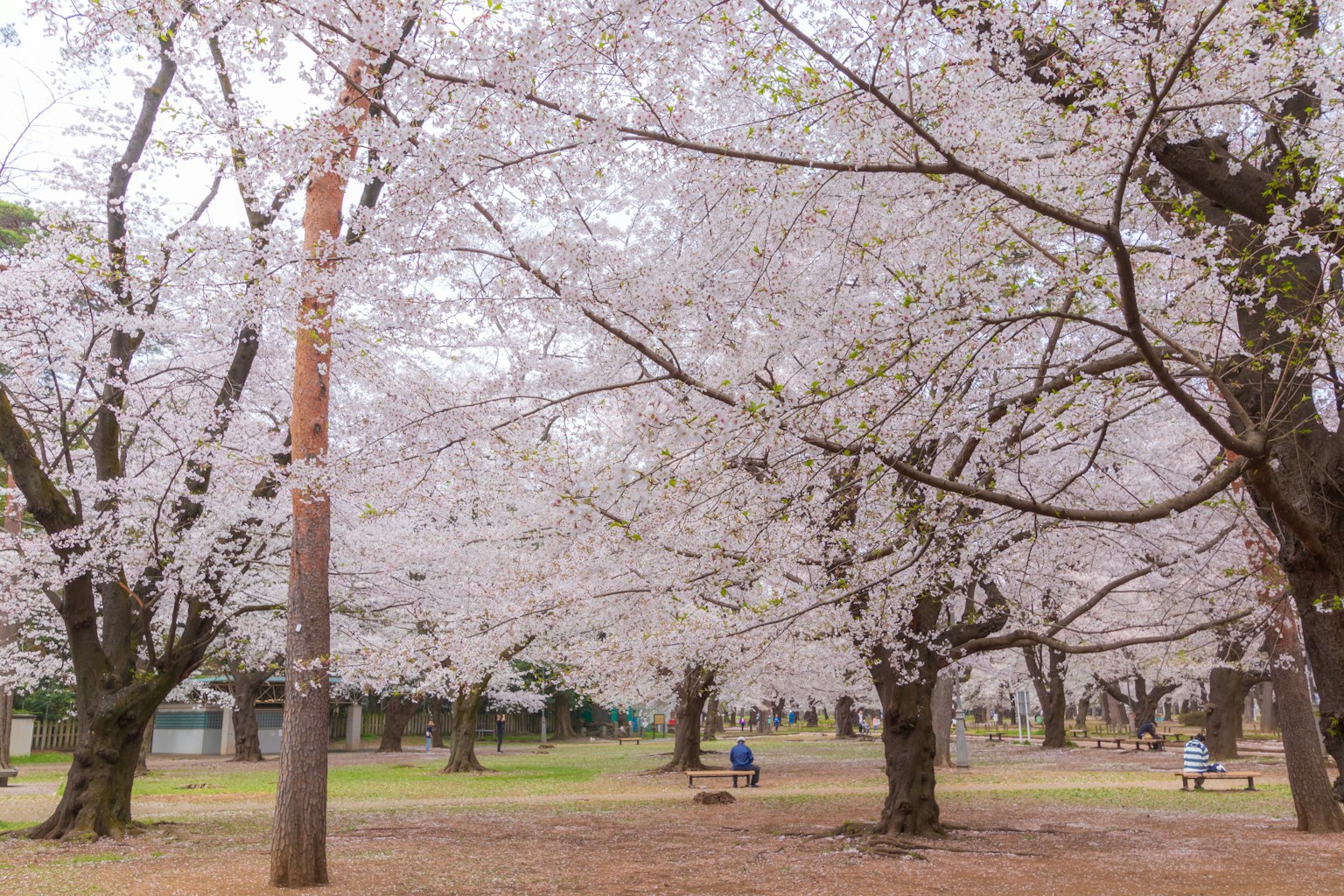 Scena di parco con alberi di ciliegio in fiore persone che camminano