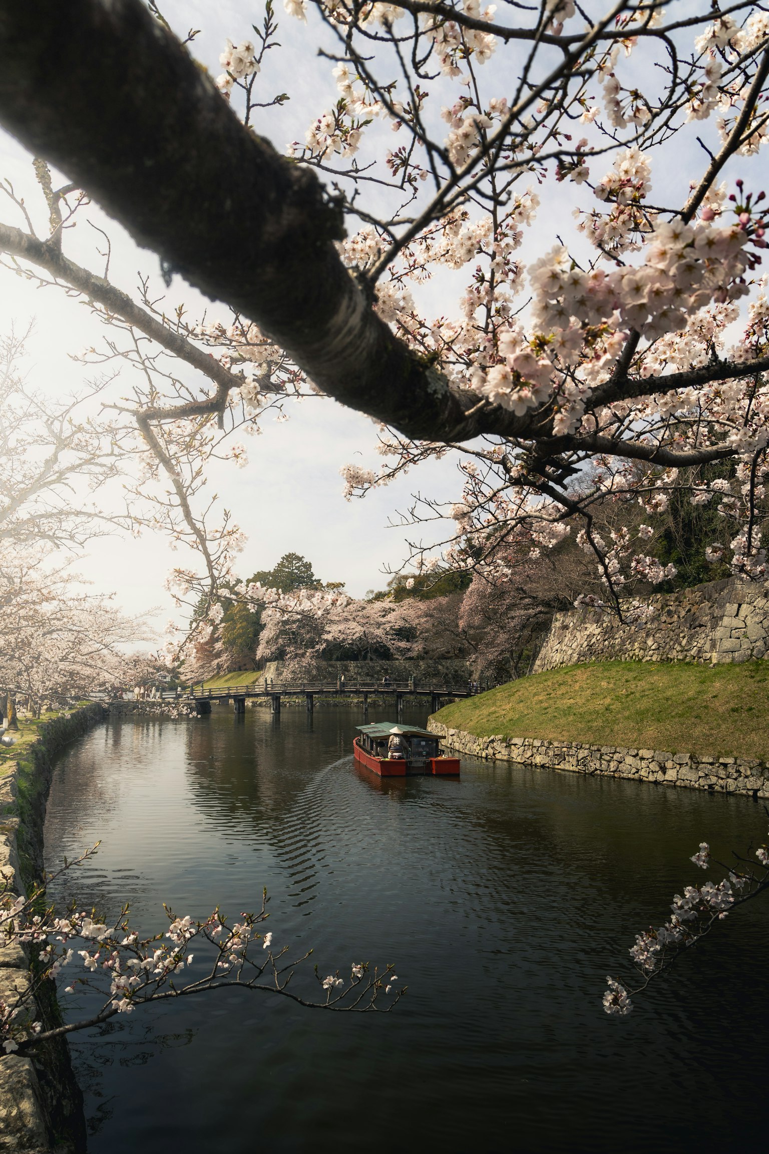 Une scène de rivière sereine avec un petit bateau sous des cerisiers en fleurs