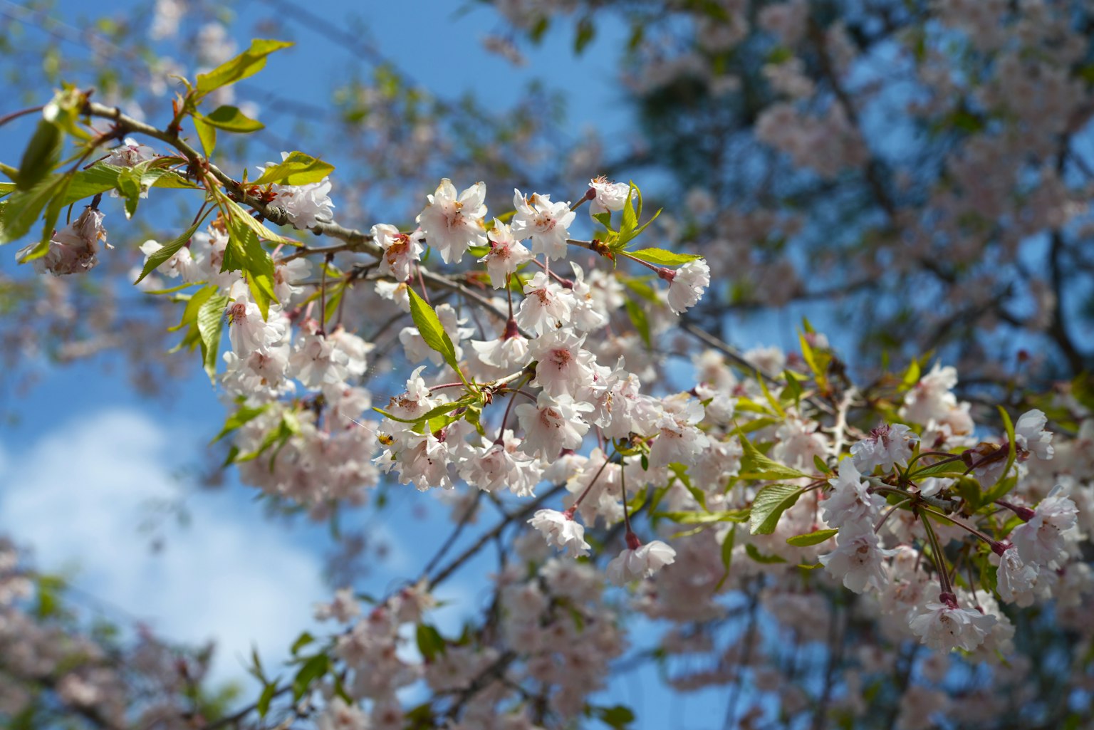 Primo piano di rami di ciliegio in fiore con cielo blu sullo sfondo