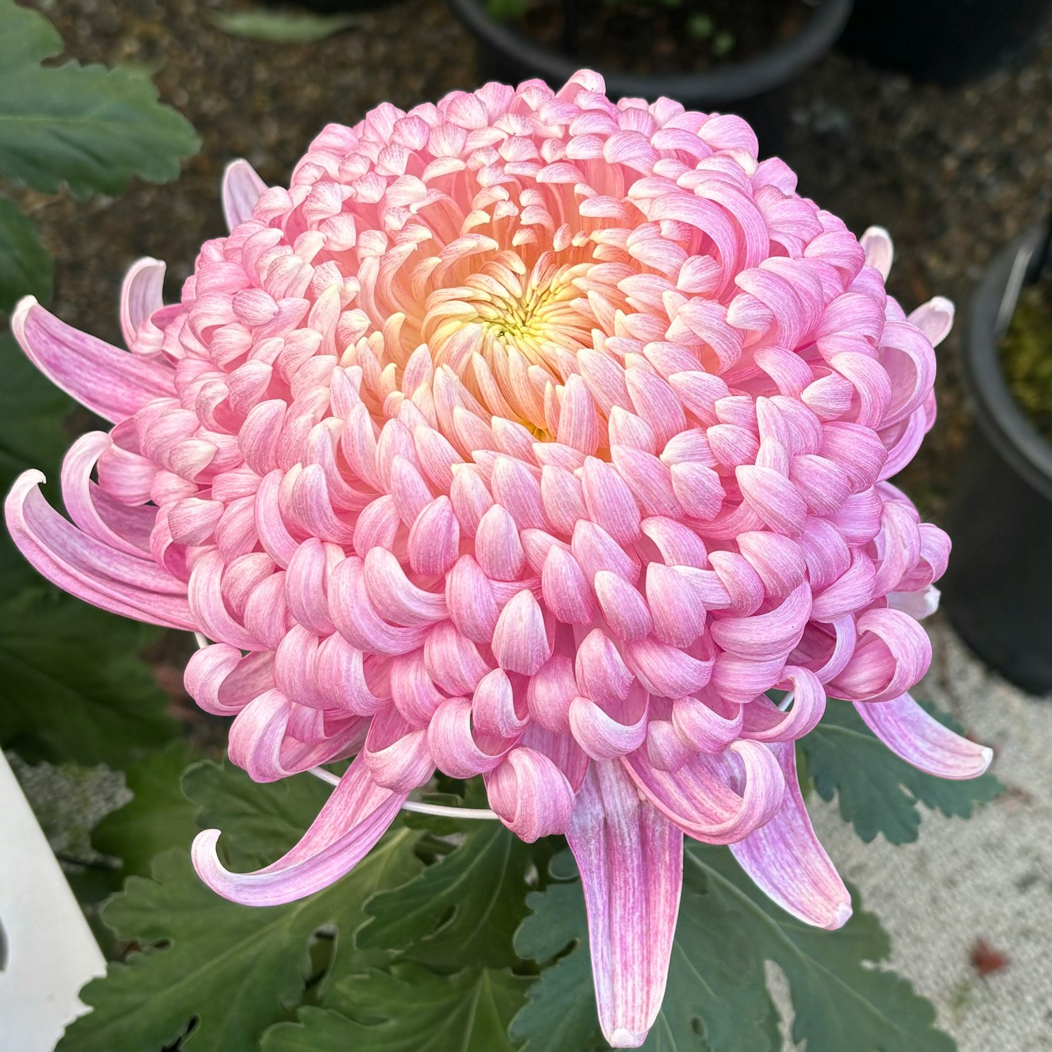 Una hermosa flor de crisantemo rosa en plena floración
