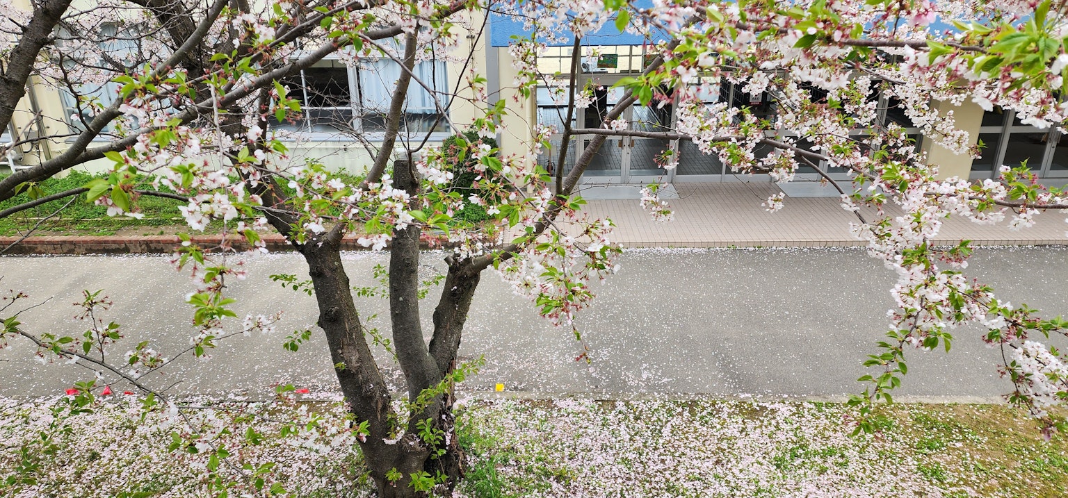 Albero di ciliegio in fiore con petali che coprono il terreno