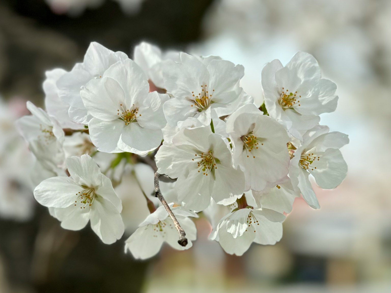 Primer plano de hermosas flores de cerezo blancas con pétalos delicados