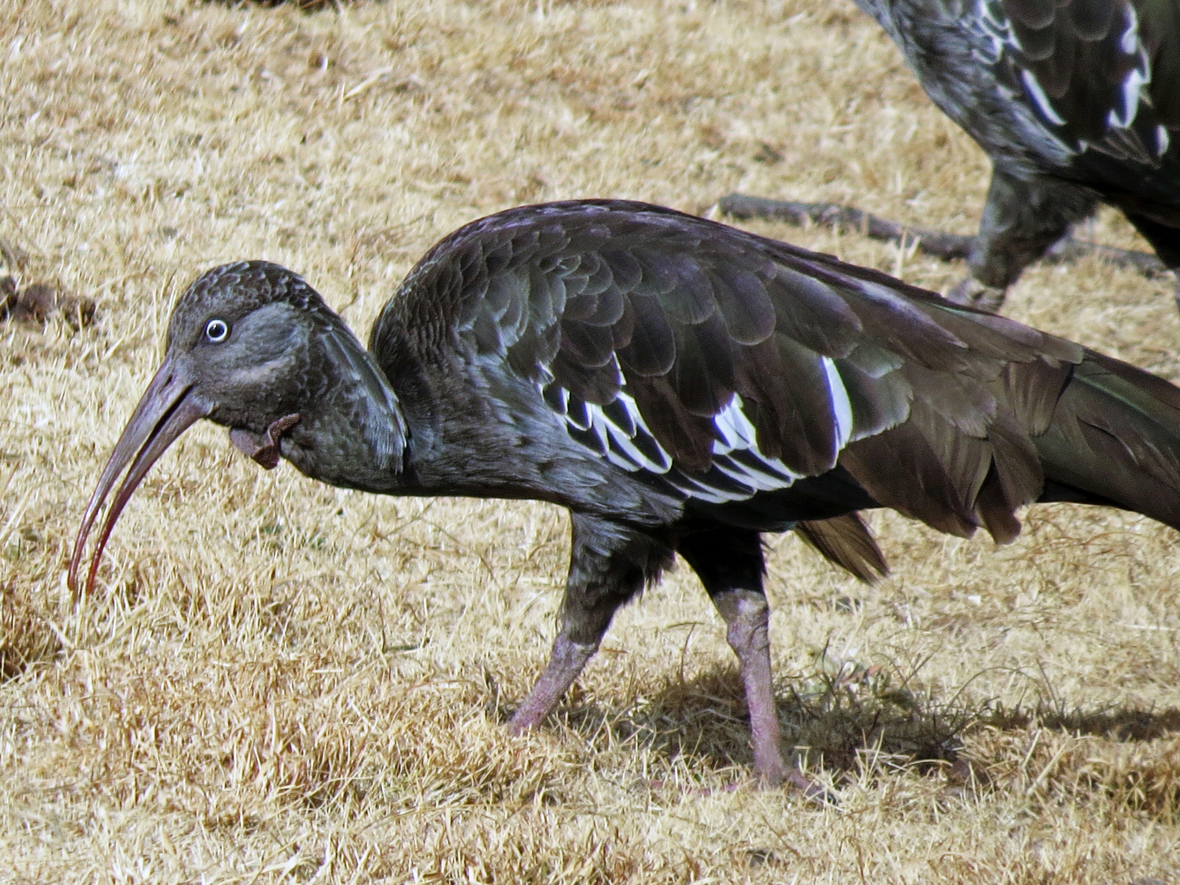 草地にいる鳥のアップ