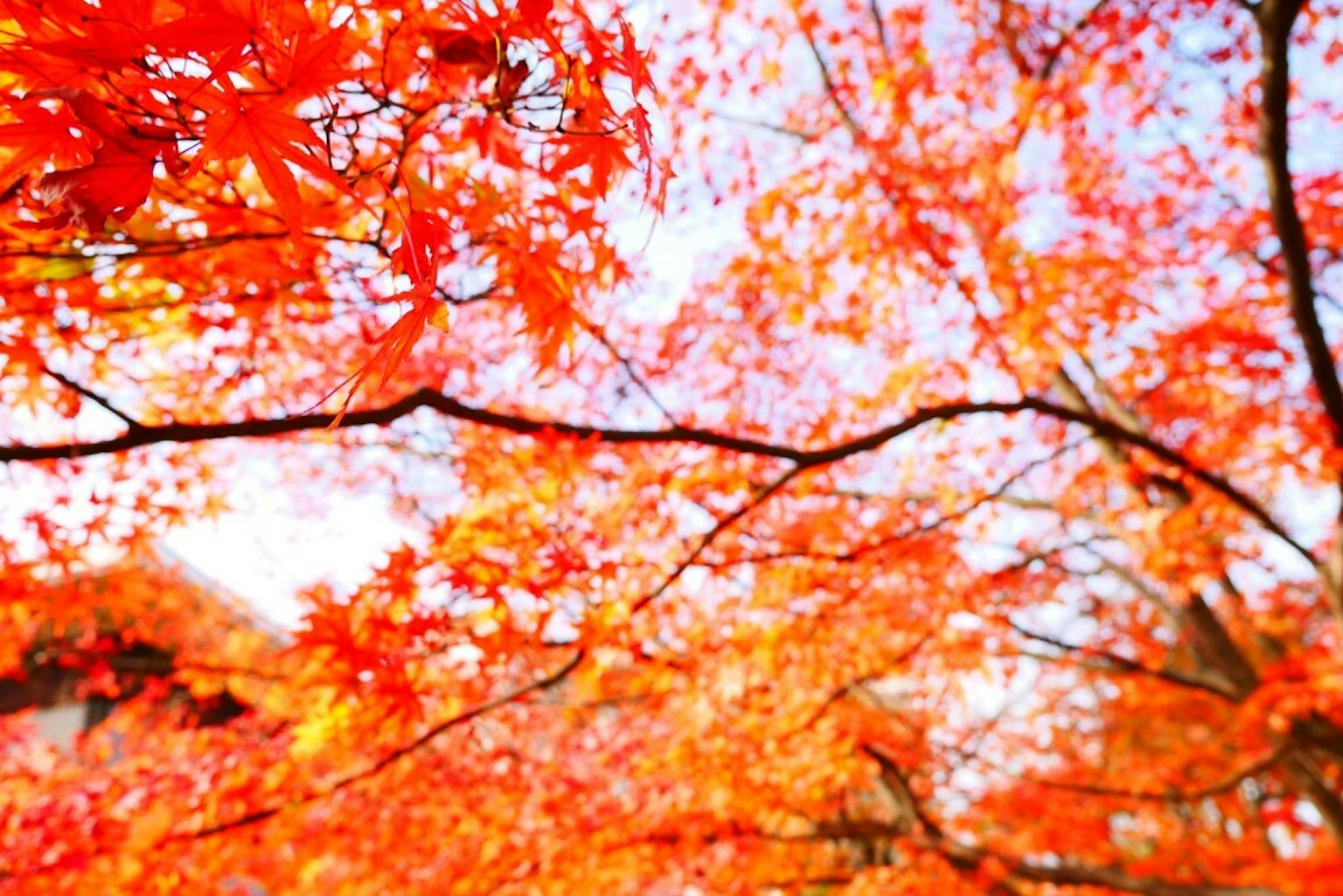 Foglie arancioni vivaci degli alberi autunnali contro un cielo luminoso